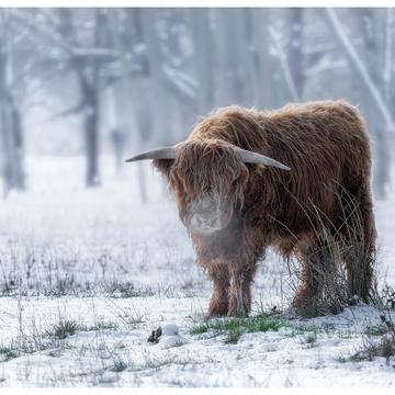 Cow meadow, Germany