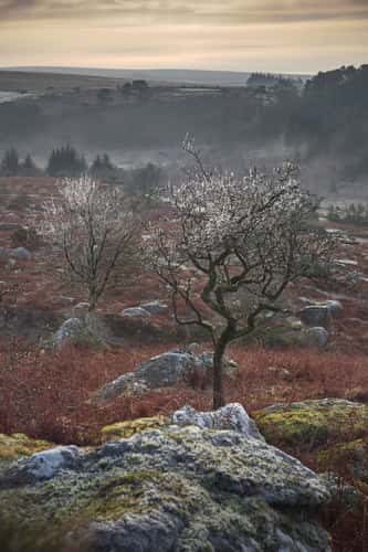 Down Tor