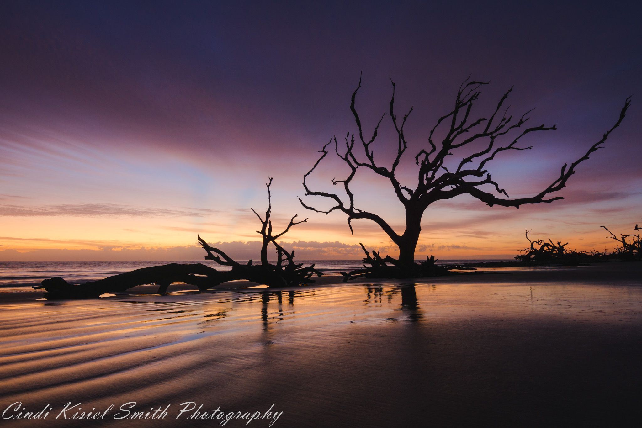 Driftwood Beach Jekyll Island, USA