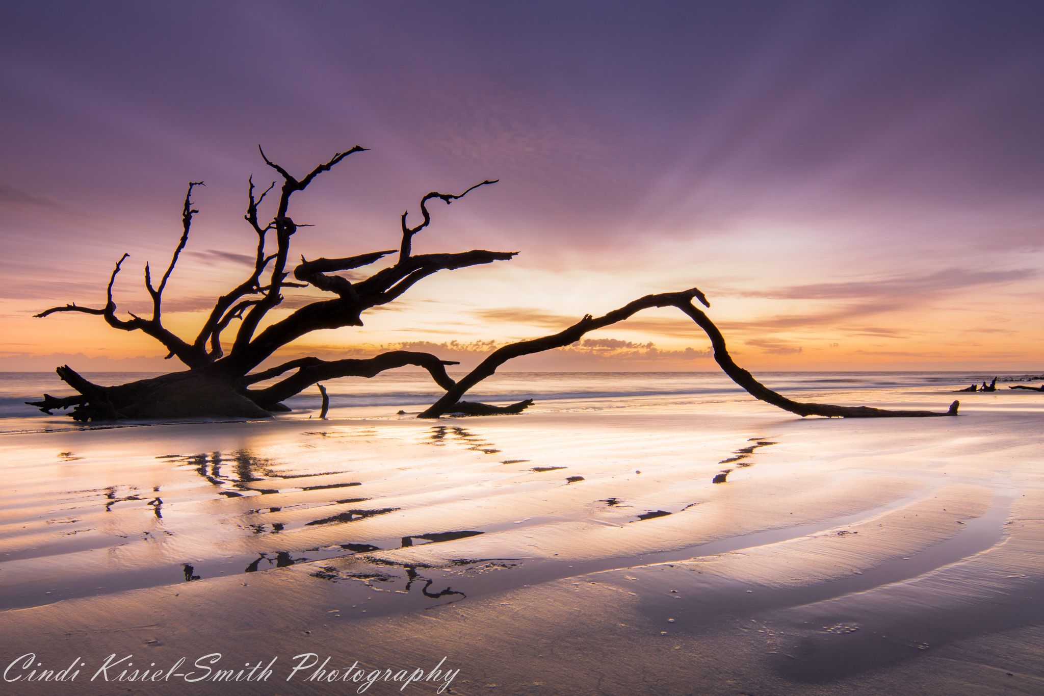 Driftwood Beach Jekyll Island, USA