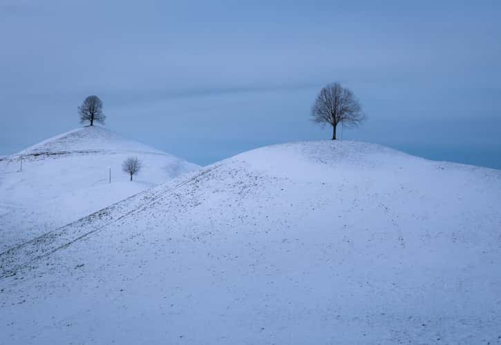 Fairy tale trees, Neuheim