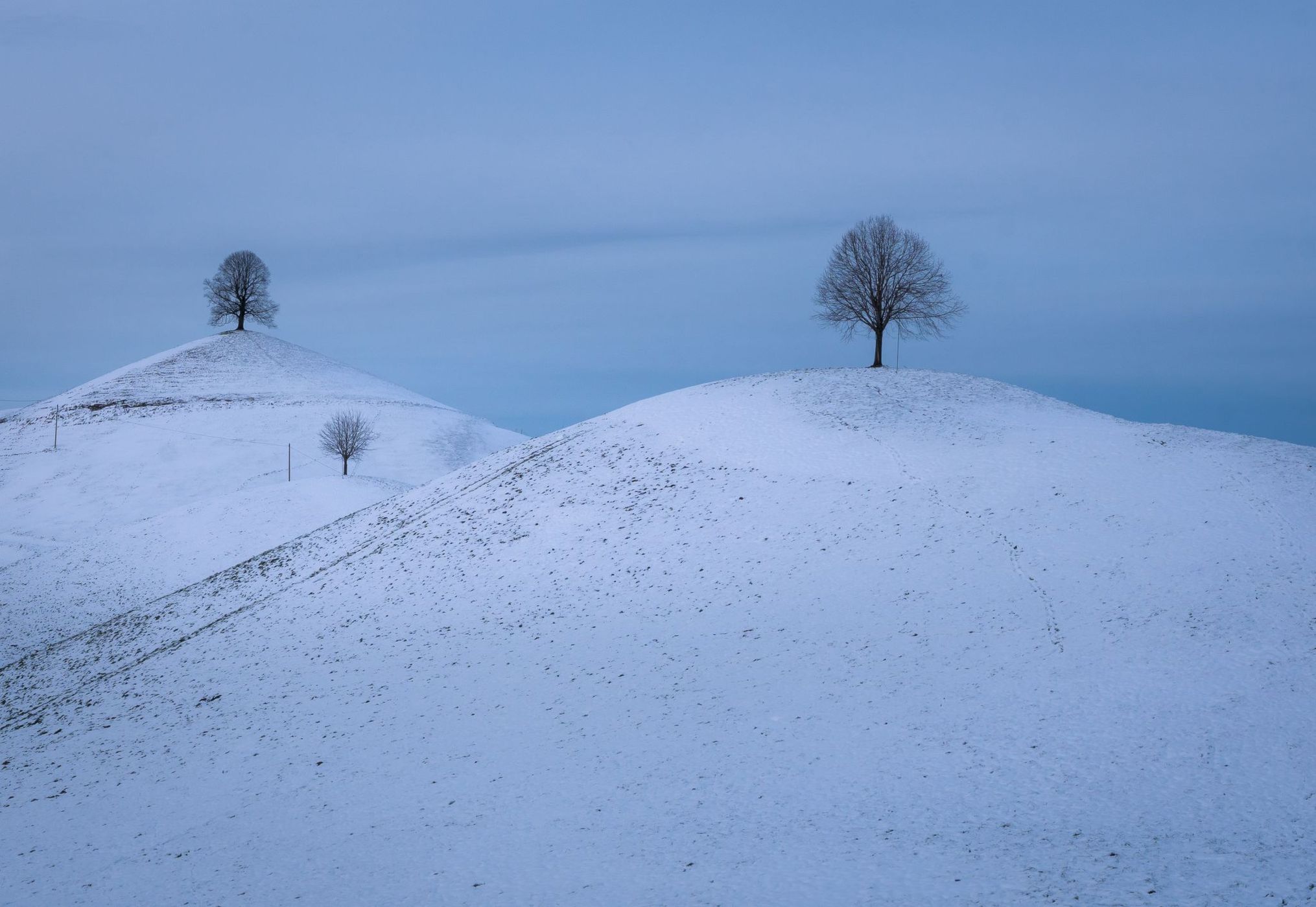 Fairy tale trees, Neuheim, Switzerland