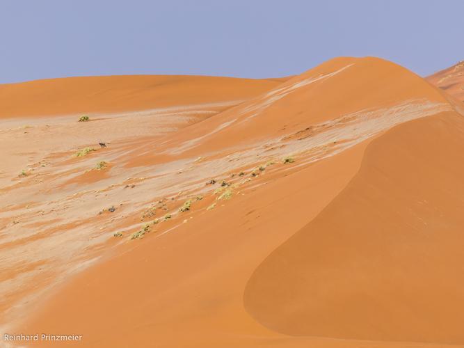 Gazelle and desert
