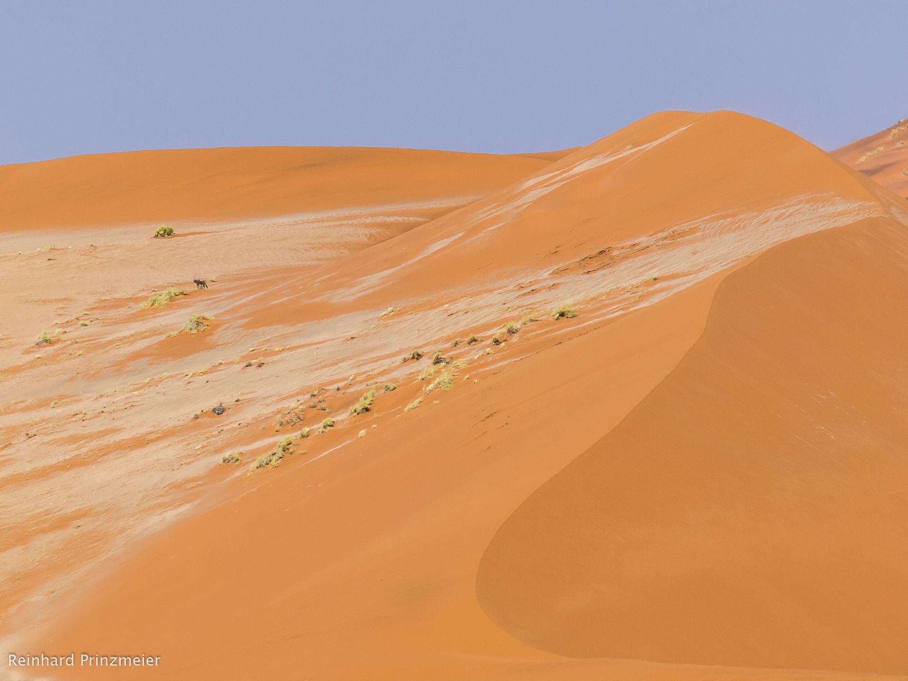 Gazelle and desert, Namibia