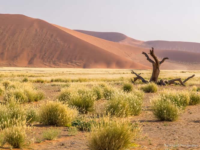 Gazelle and desert