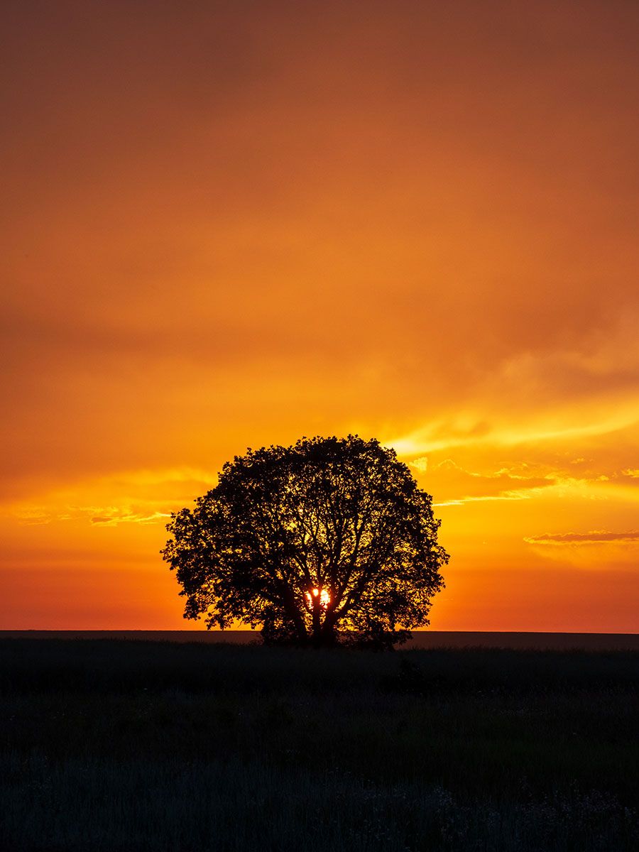 Izvorsko - Lonely Tree, Bulgaria