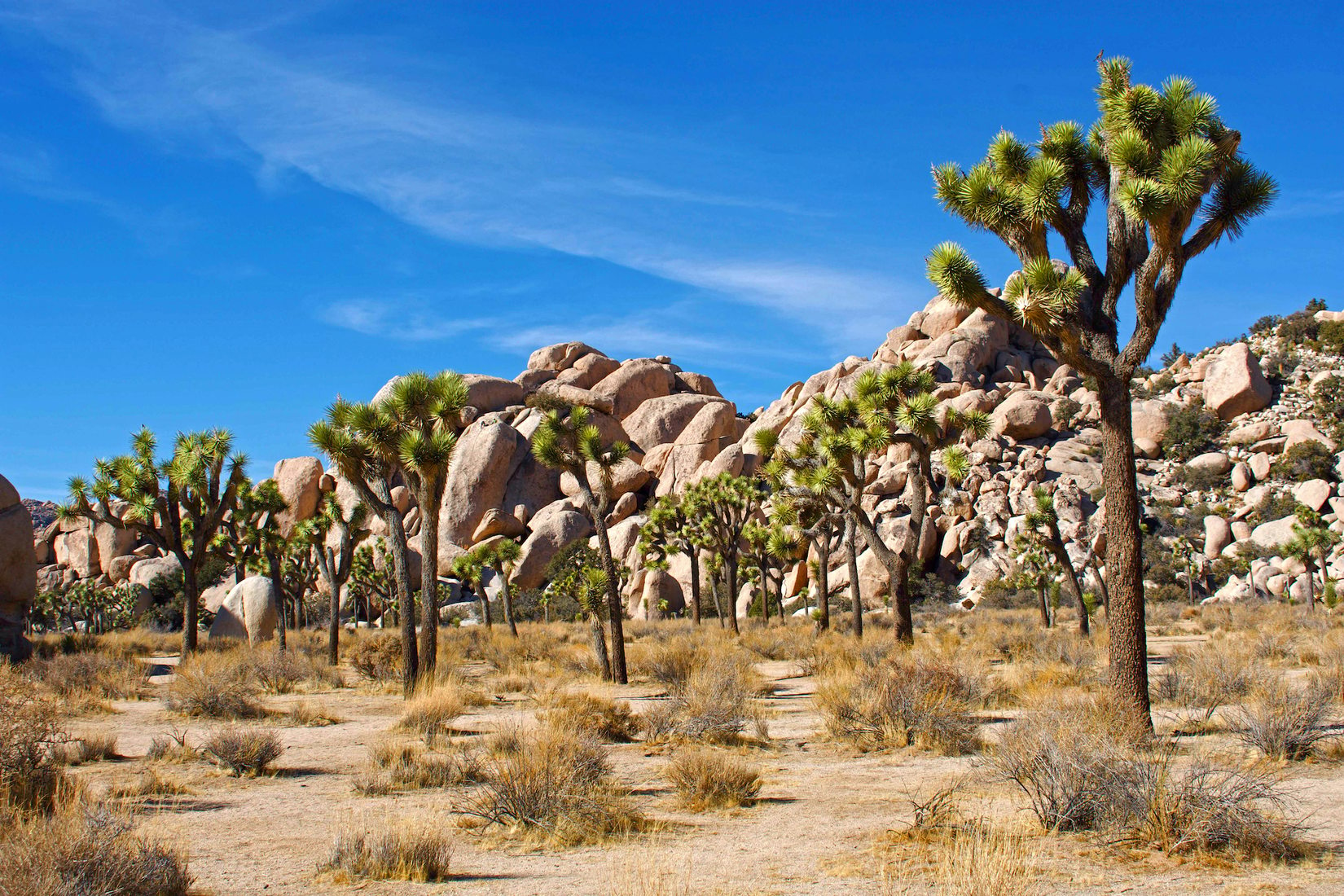 Joshua Tree National Park, USA