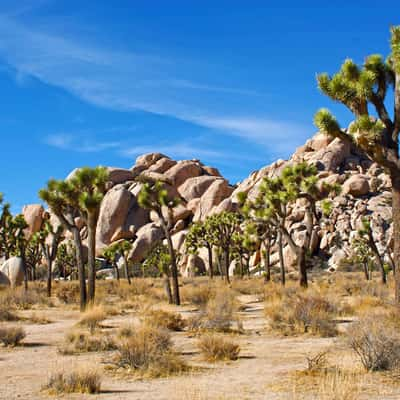 Joshua Tree National Park, USA