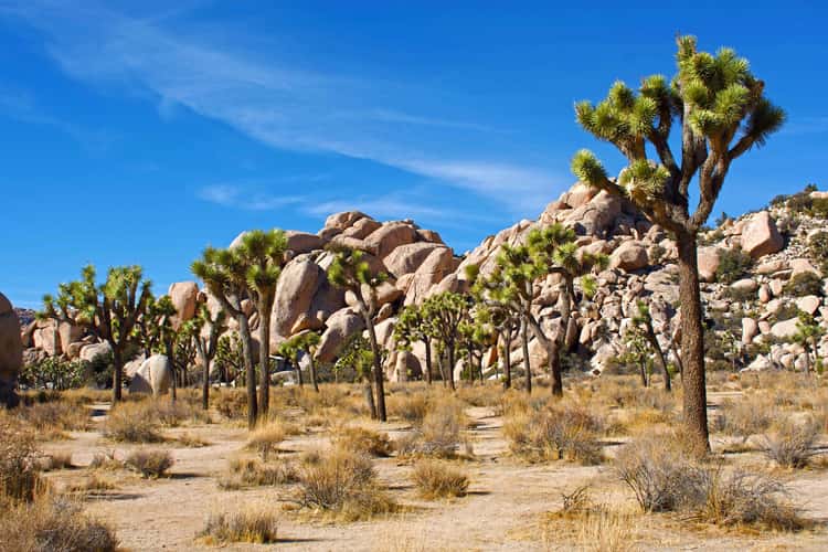 Joshua Tree National Park