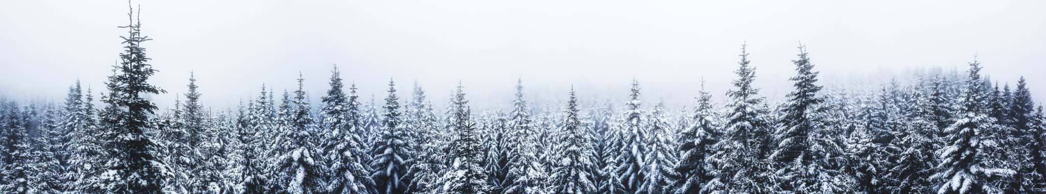 Misty forest in the Eifel