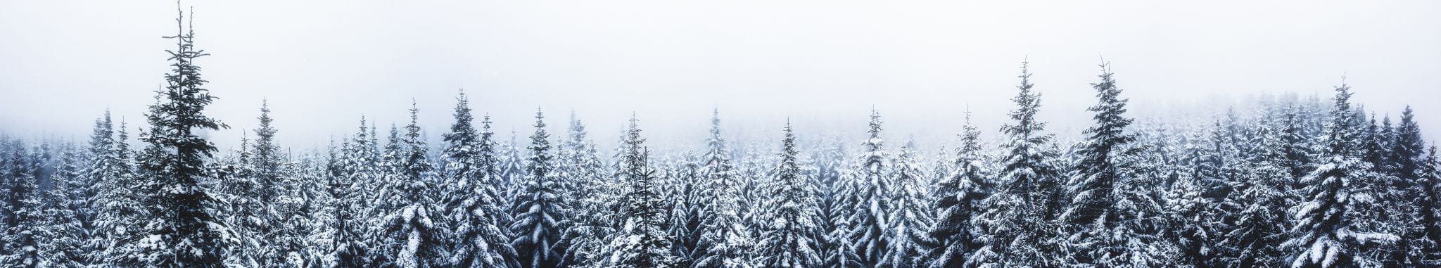 Misty forest in the Eifel, Germany