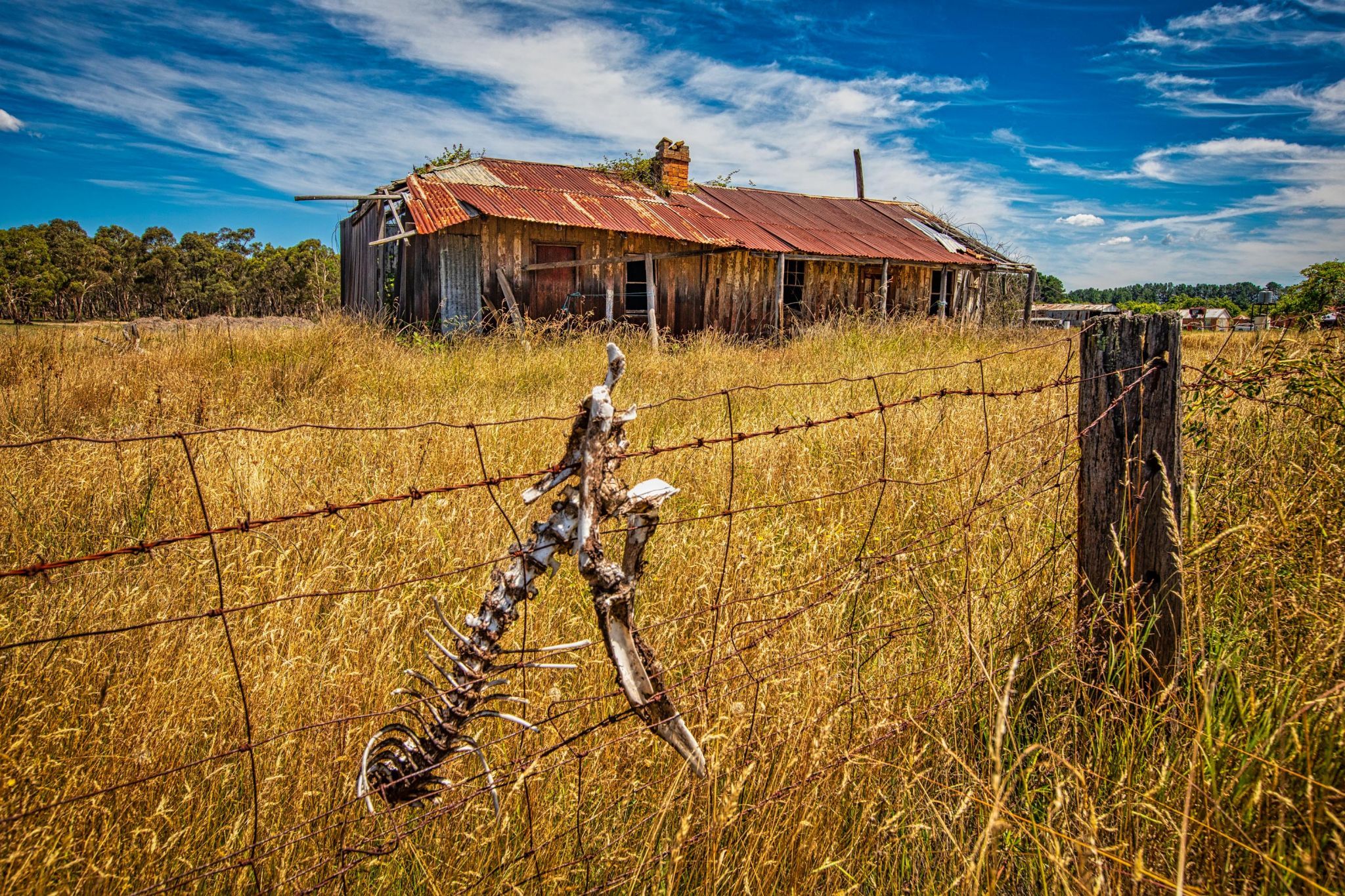 Old house and Kangaroo Skeleton Hartley Valley NSW, Australia