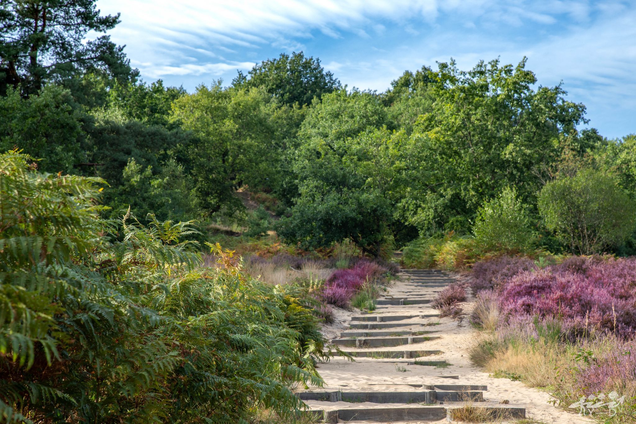 Parc national de Haute Campine - Mechelse heide, Belgium