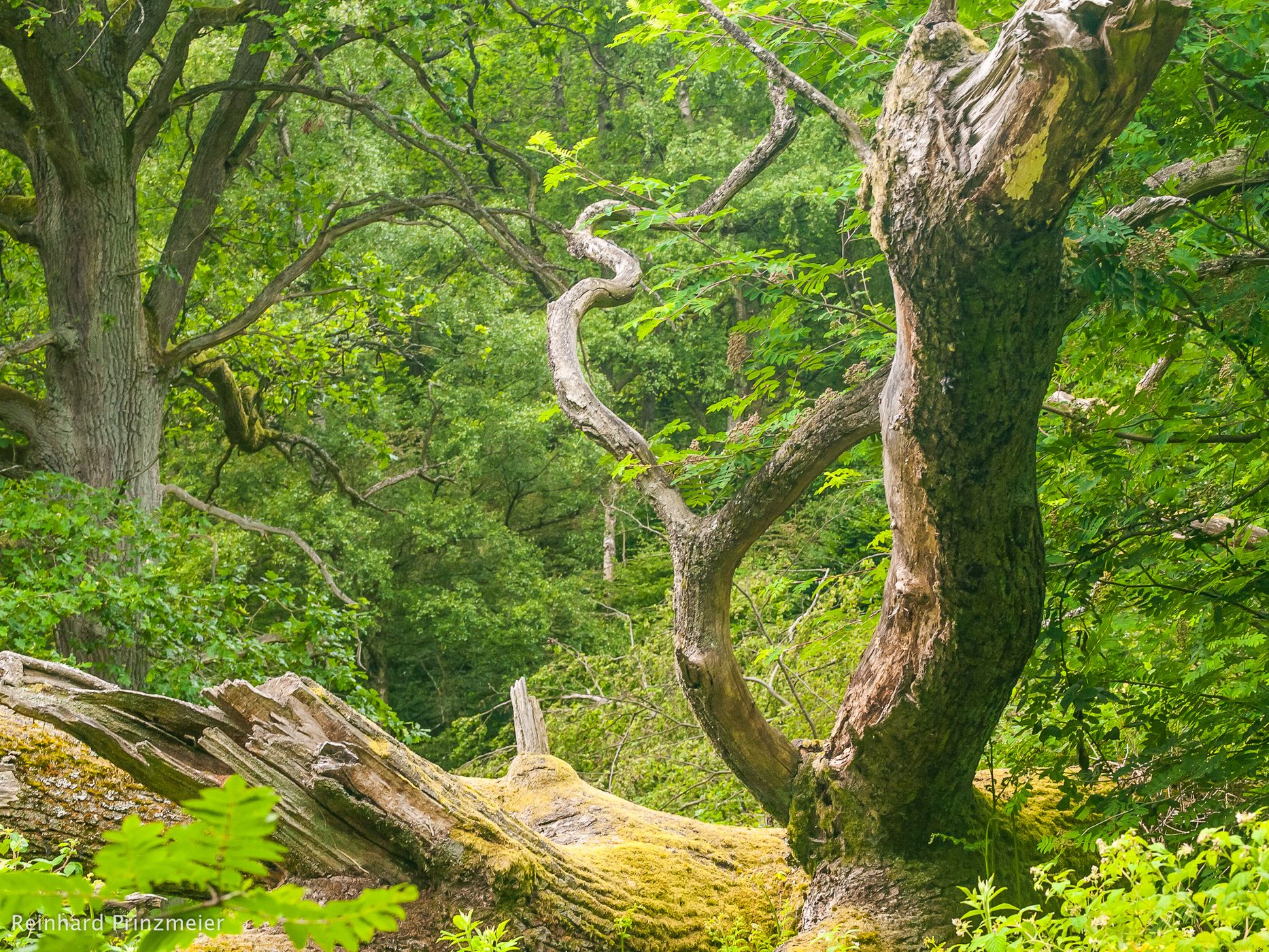 Urwald Sababurg, Germany
