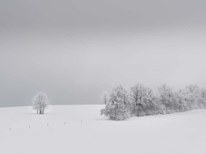 White winter