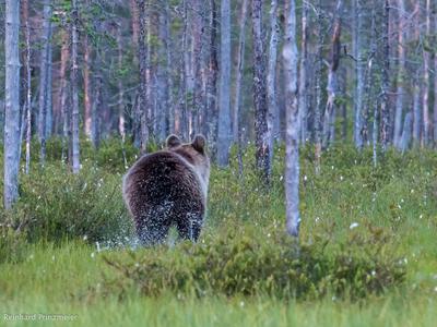 Wild Brown Bear Center Finland