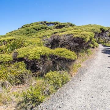 Arai te Uru Nature Reserve, New Zealand