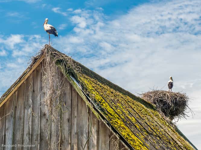 Bitėnai Stork colony