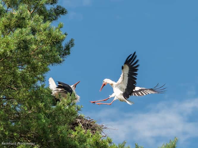 Bitėnai Stork colony