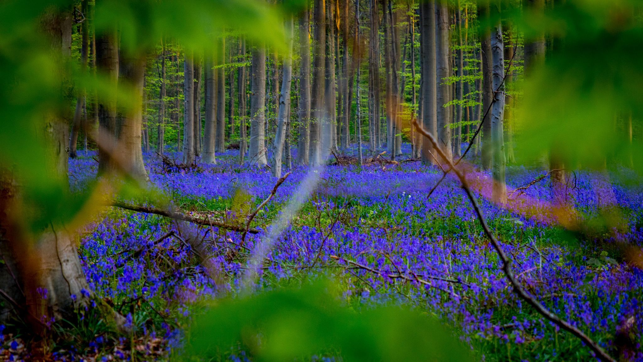 Bluebell forest Hallerbos near Brussels, Belgium