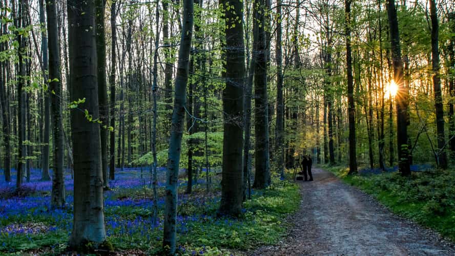 Bluebell forest Hallerbos near Brussels