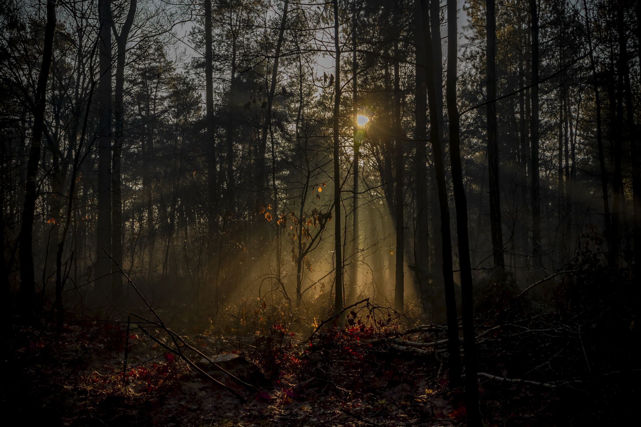 Cartierheide, Netherlands