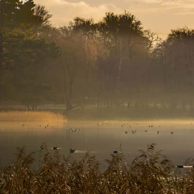 Edge of lake by Totem Pole, Virgina Water, United Kingdom