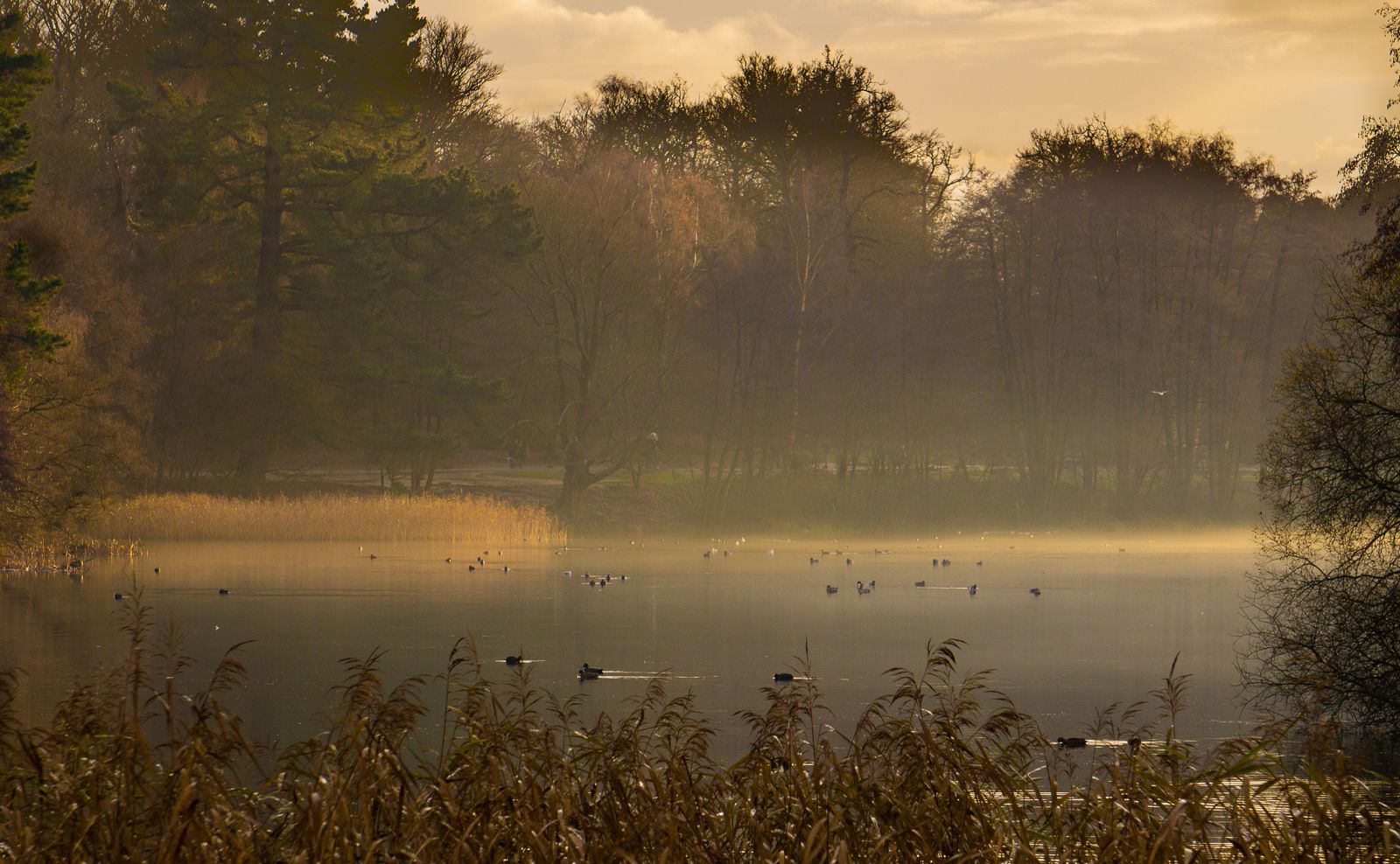 Edge of lake by Totem Pole, Virgina Water, United Kingdom