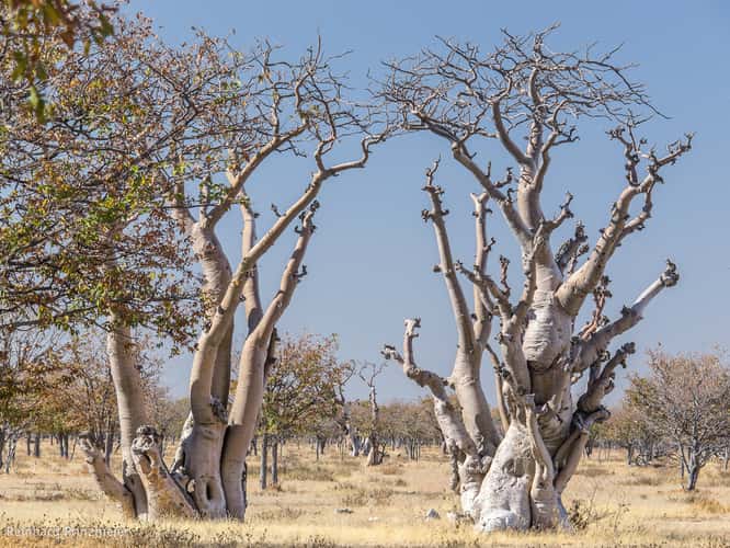 Ghost Tree Forest