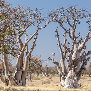 Ghost Tree Forest, Namibia