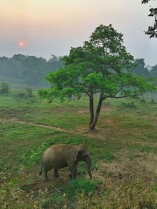 Golden Triangle Asian Elephant Foundation