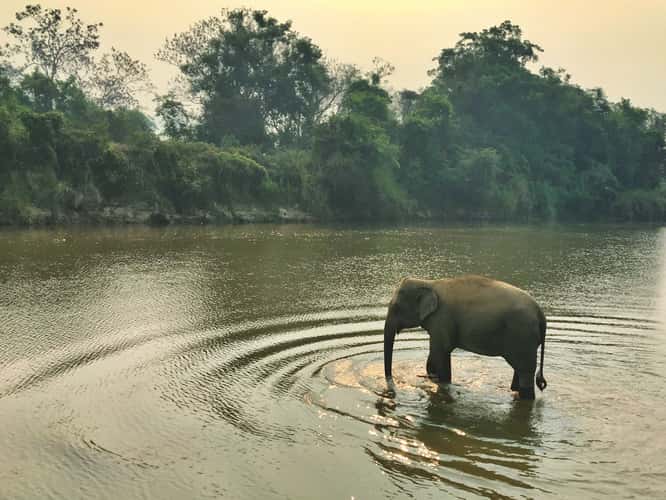 Golden Triangle Asian Elephant Foundation