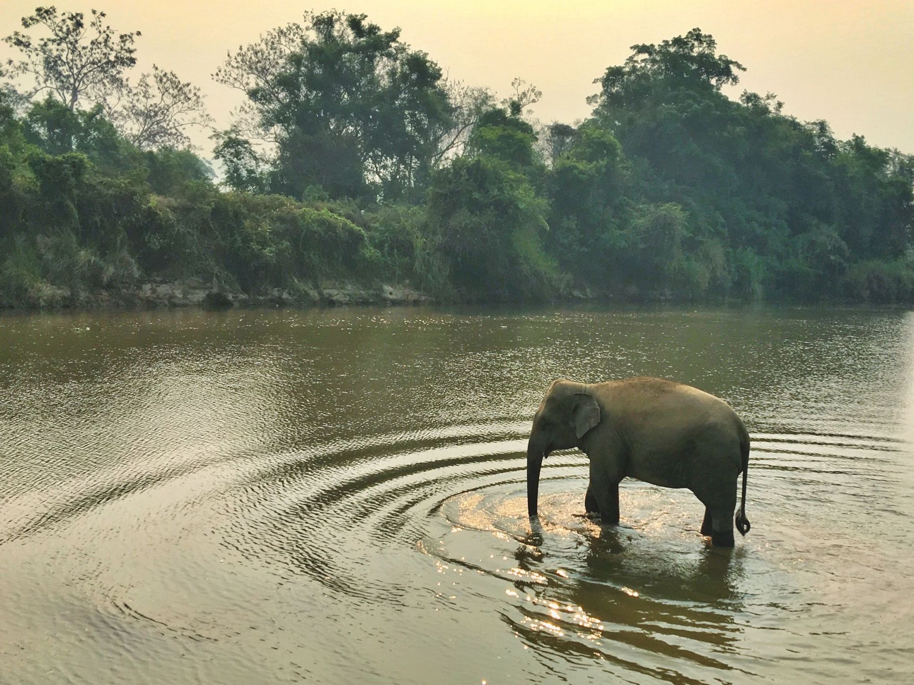 Golden Triangle Asian Elephant Foundation, Thailand