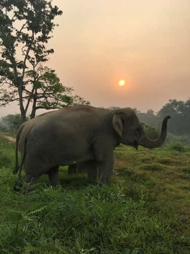 Golden Triangle Asian Elephant Foundation