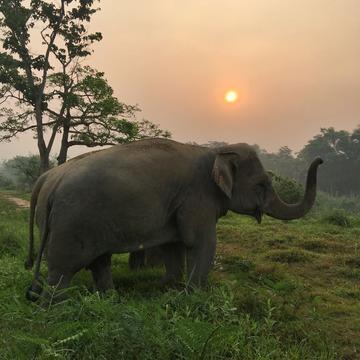 Golden Triangle Asian Elephant Foundation, Thailand