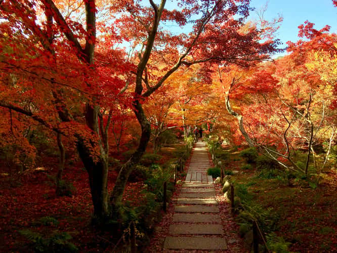 Hokyoin Temple