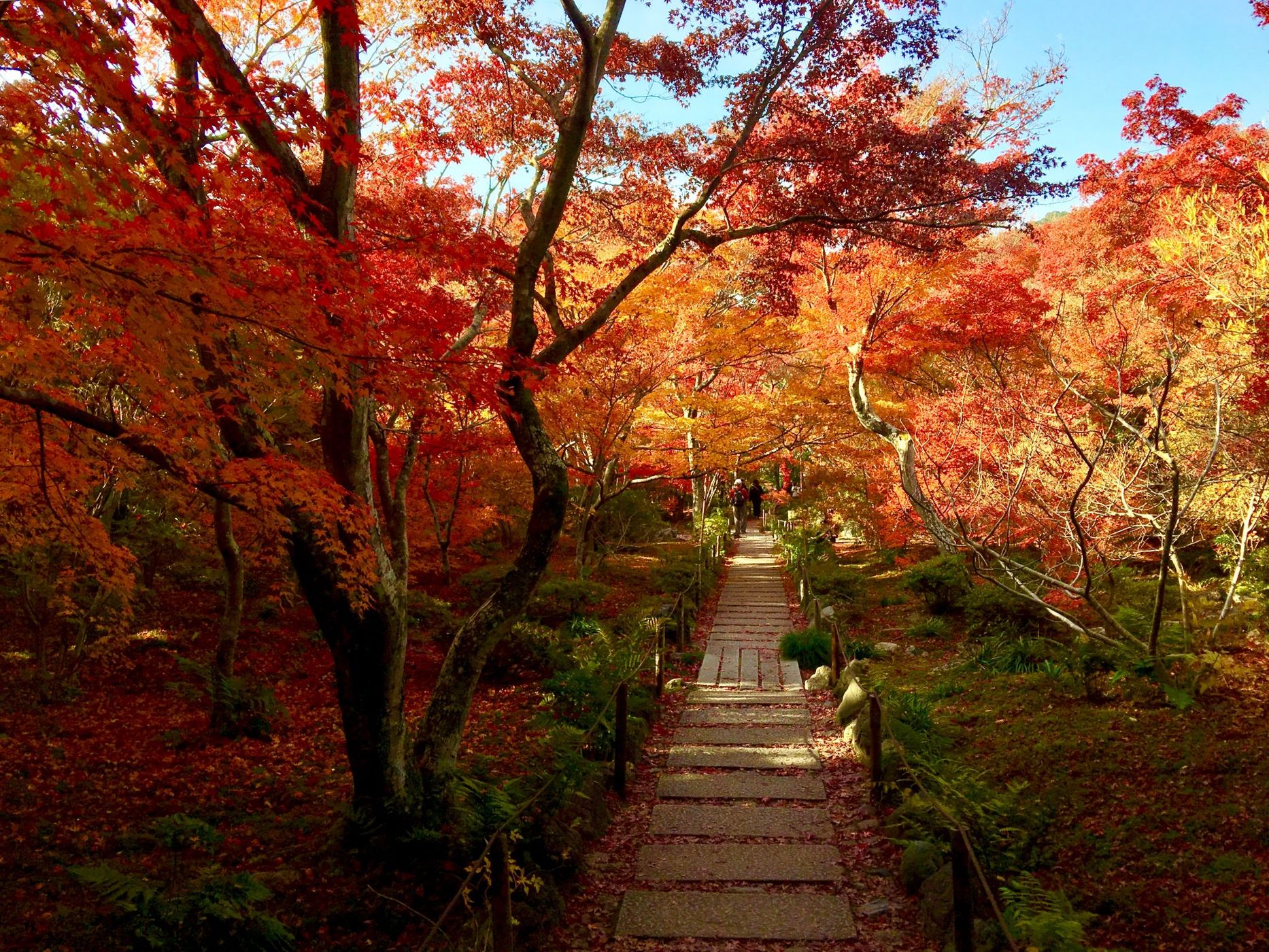 Hokyoin Temple, Japan