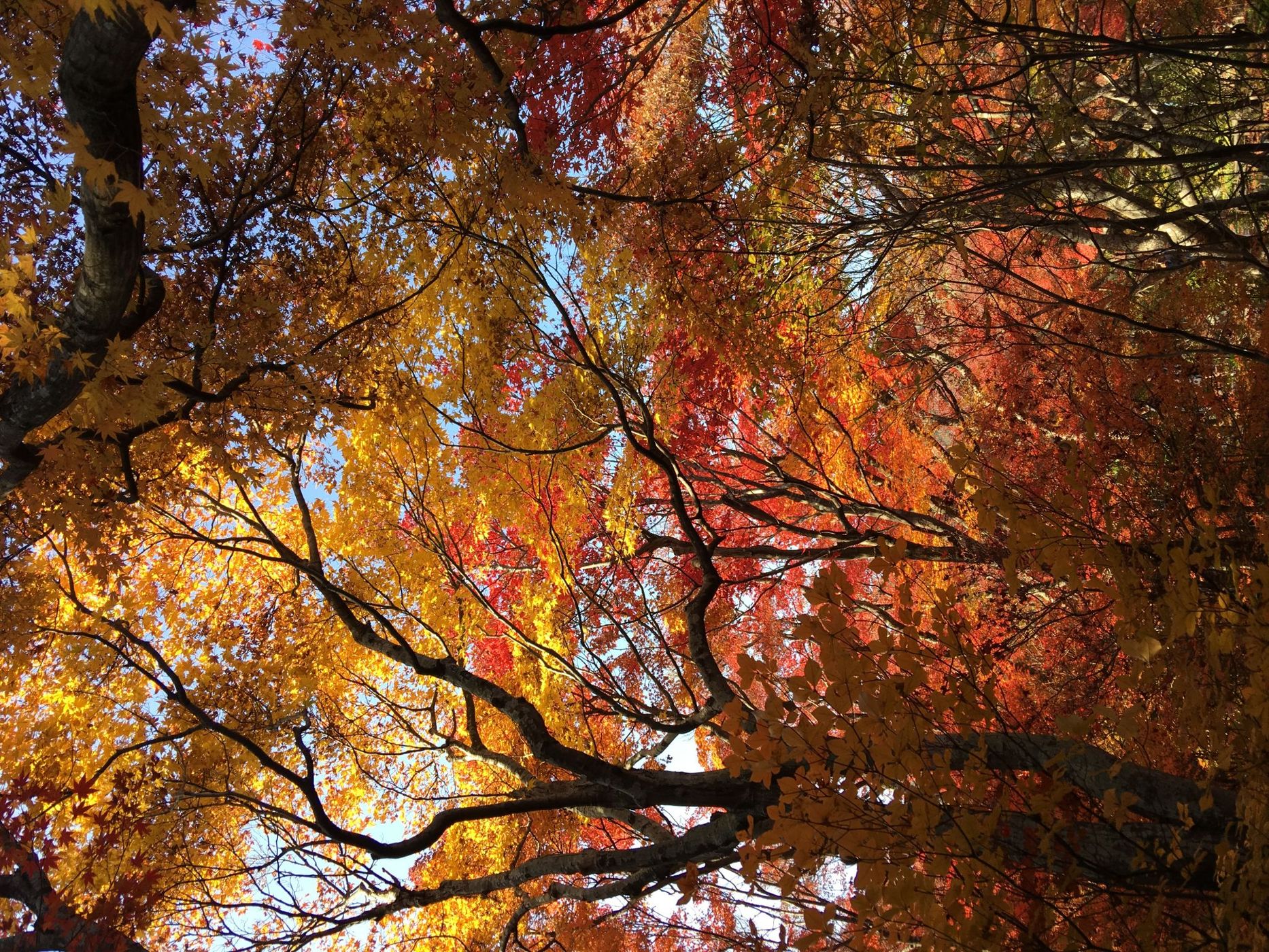Hokyoin Temple, Japan