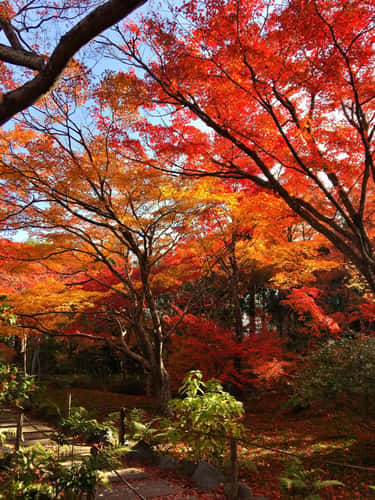 Hokyoin Temple
