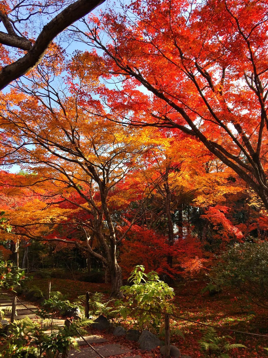 Hokyoin Temple, Japan