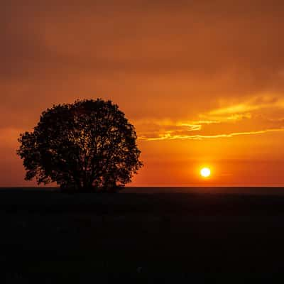 Izvorsko - Lonely Tree, Bulgaria