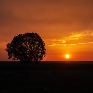 Izvorsko - Lonely Tree, Bulgaria