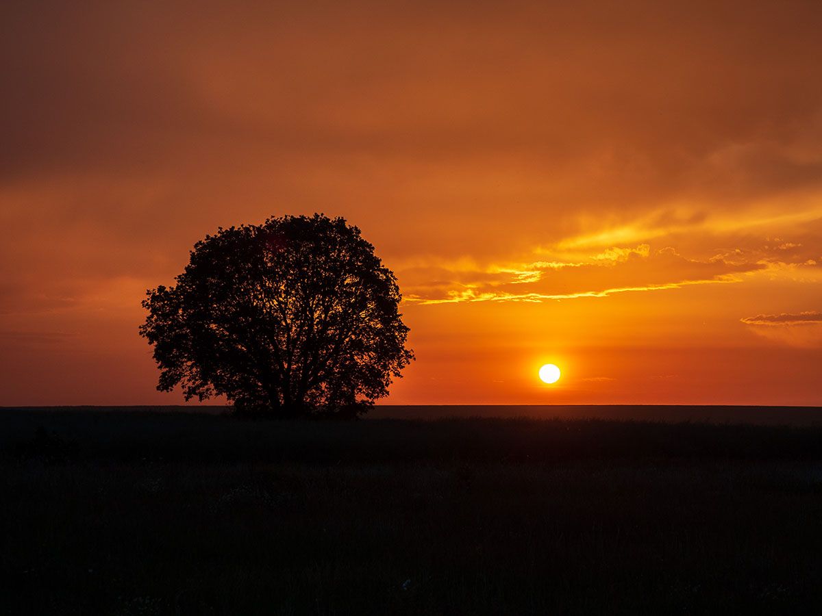 Izvorsko - Lonely Tree, Bulgaria