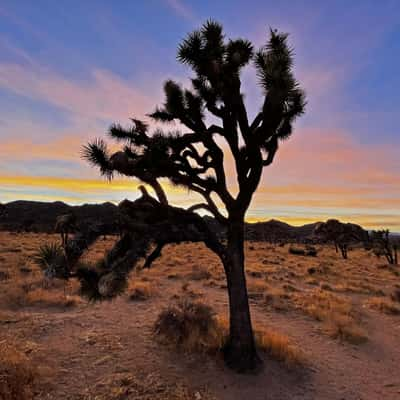 Joshua Tree, USA