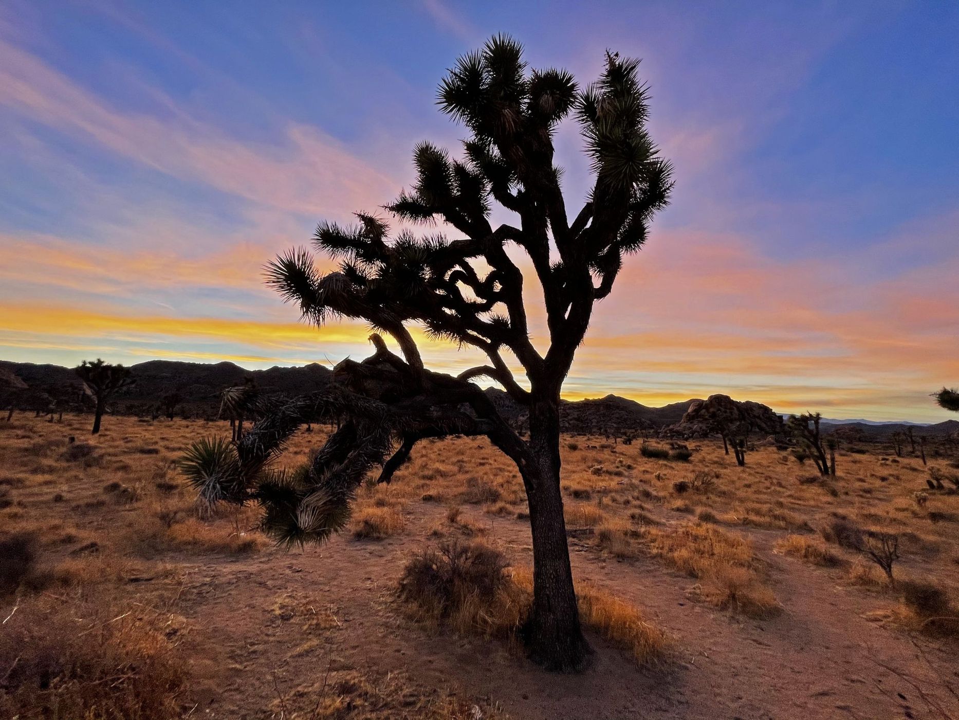 Joshua Tree, USA