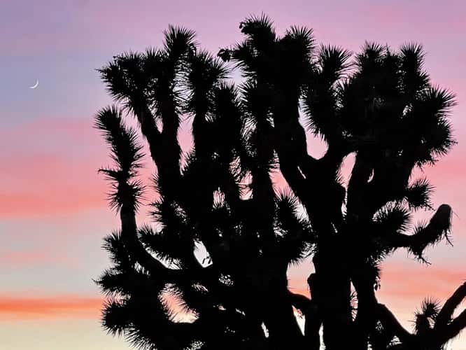 Joshua Tree