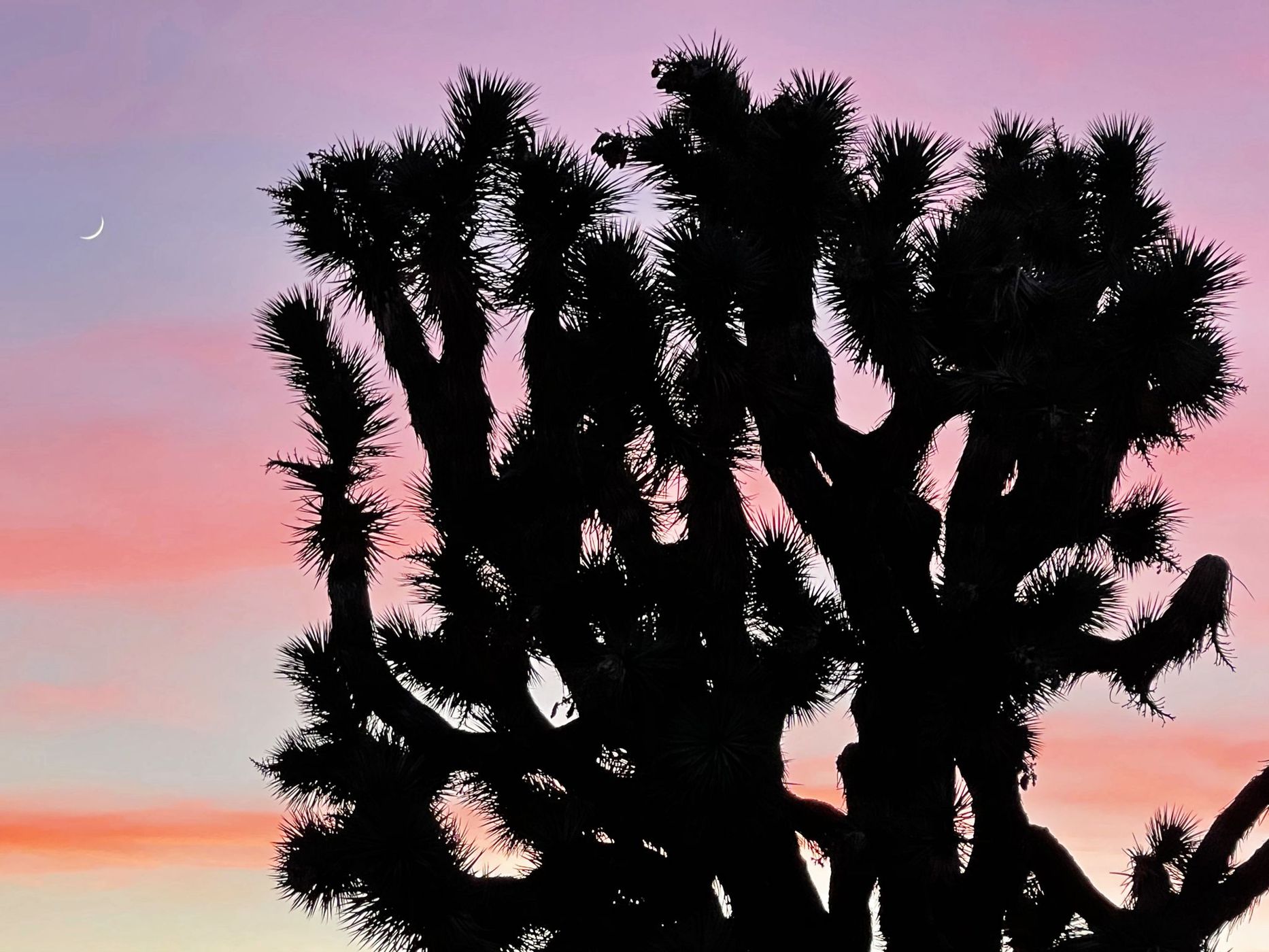 Joshua Tree, USA