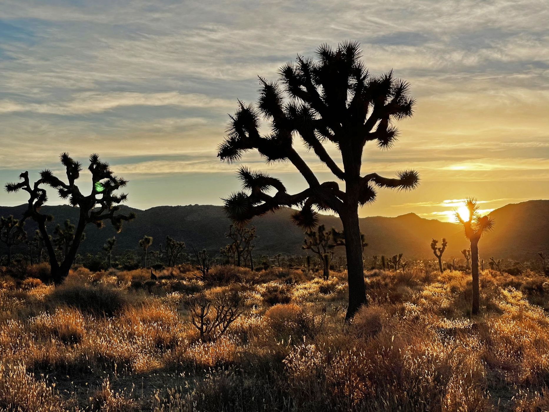 Joshua Tree, USA