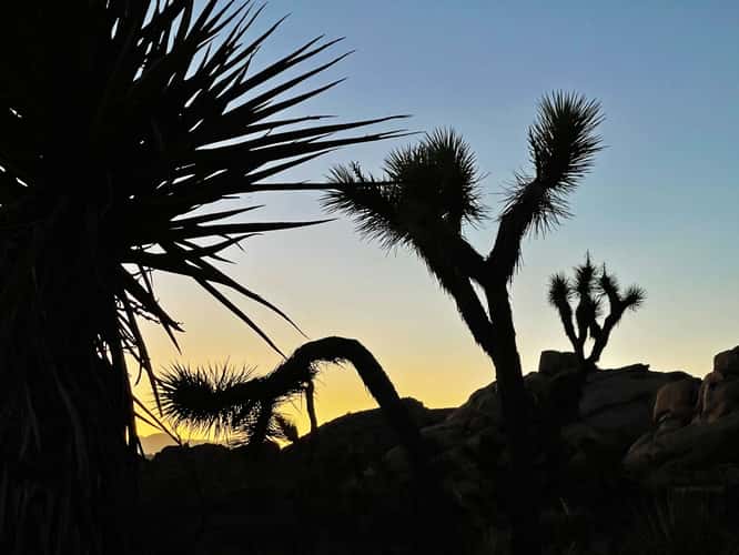 Joshua Tree