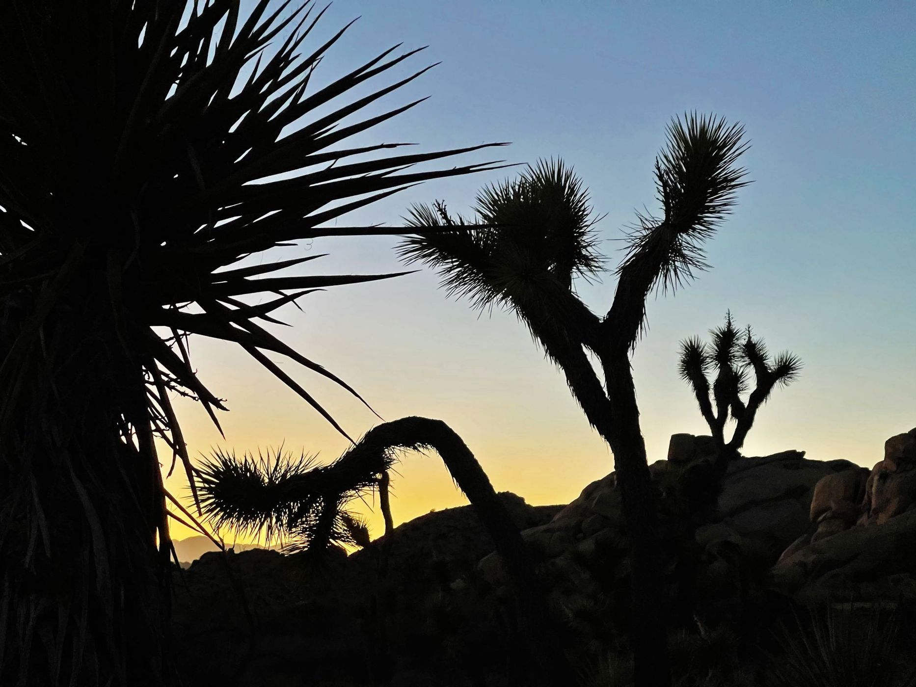 Joshua Tree, USA